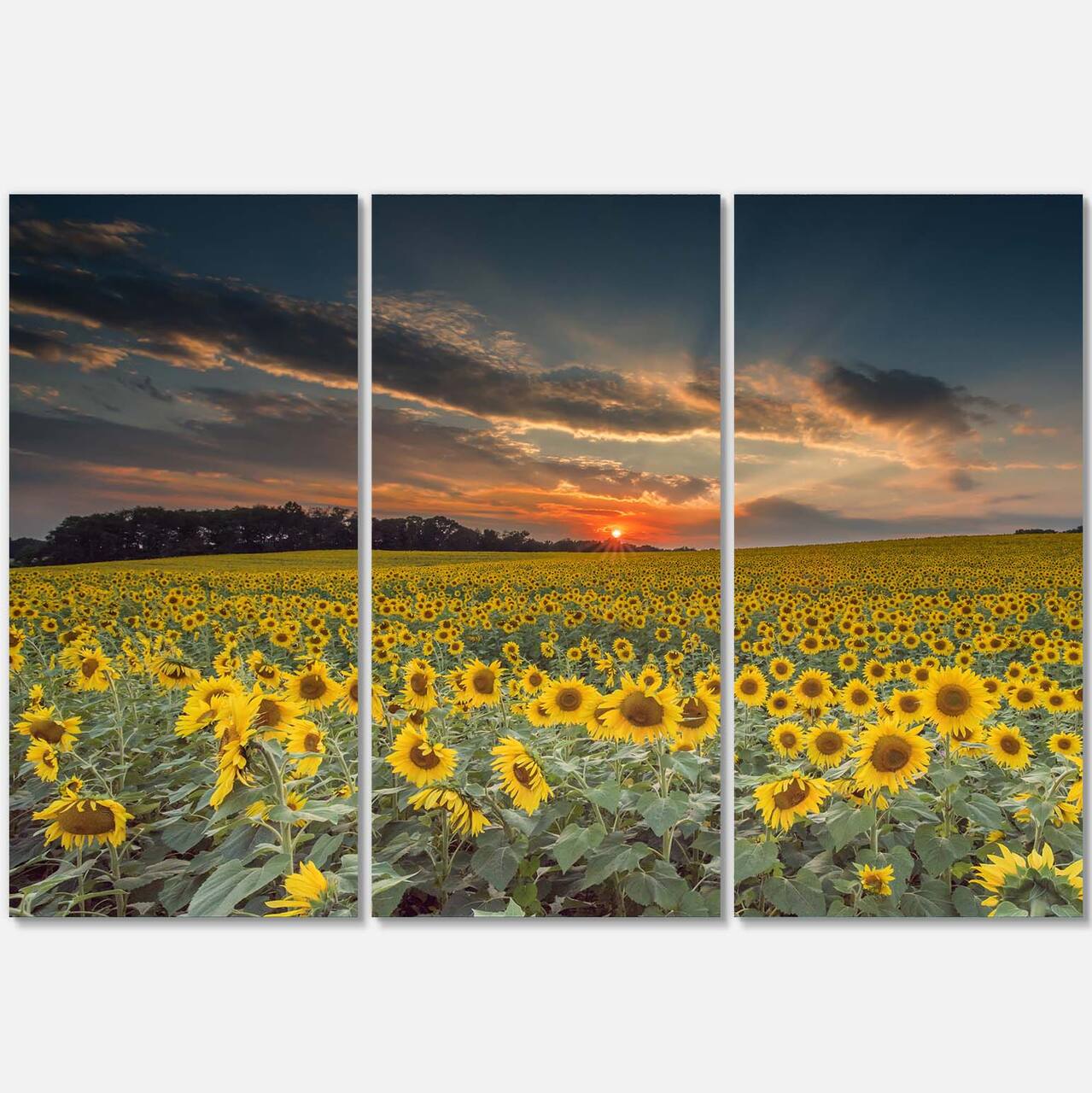 Designart - Sunflower Sunset with Cloudy Sky - Large Landscape Canvas Art